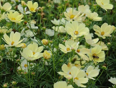 Cosmos bipinnatus 'Lemonade' - medium image 2