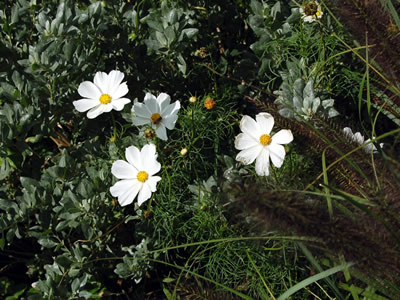 Cosmos bipinnatus 'Purity' - medium image 2
