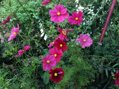Cosmos bipinnatus 'Rubenza' - medium image 2