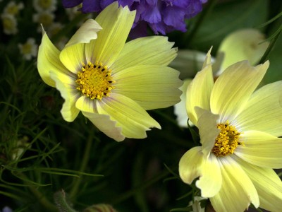 Cosmos bipinnatus 'Xanthos' - medium image 2