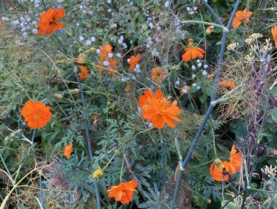 Cosmos sulphureus 'Diablo' - medium image 2