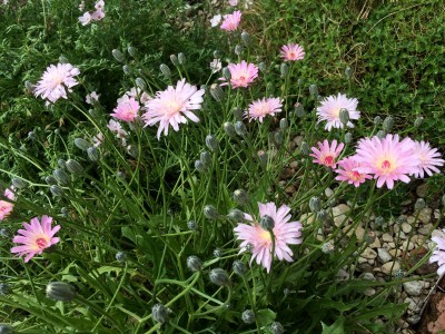 Crepis incana - medium image 2