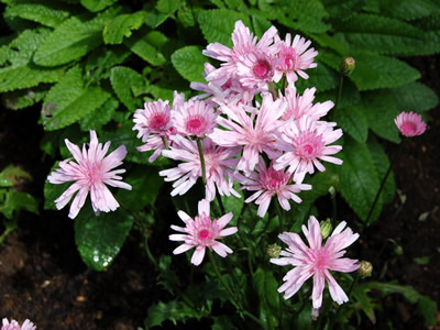 Crepis rubra - medium image 2