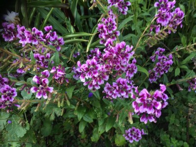 Cuphea 'Lilac Belle' - medium image 2