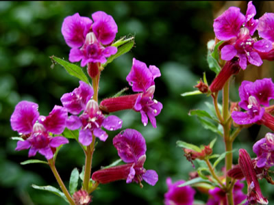 Cuphea viscossisima - medium image 2