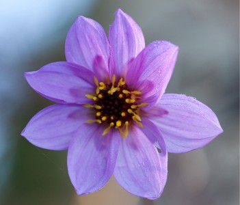 Dahlia merckii - medium image 2
