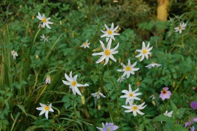 Dahlia merckii alba - medium image 2