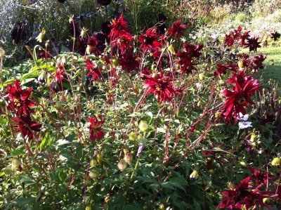 Dahlia 'Ragged Robin' - medium image 2