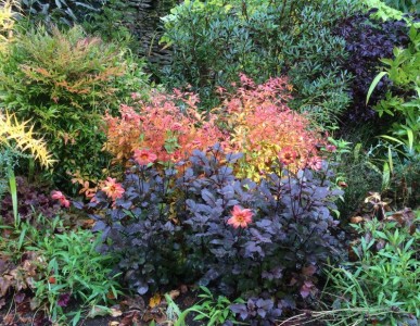Dahlia 'Schipper's Bronze' - medium image 2