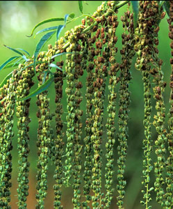 Datisca cannabina - medium image 2