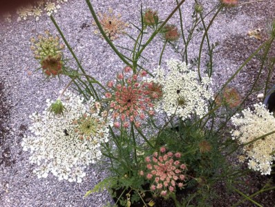 Daucus carota - medium image 2