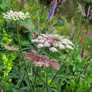 Daucus carota 'Dara' - medium image 2