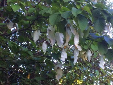 Davidia involucrata AGM - medium image 2