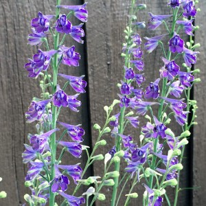 Delphinium exaltatum - medium image 2