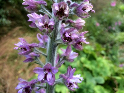 Delphinium requienii - medium image 2