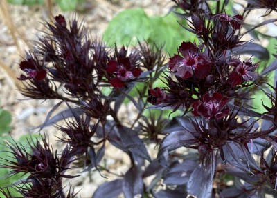 Dianthus barbatus 'Nigrescens' - medium image 2