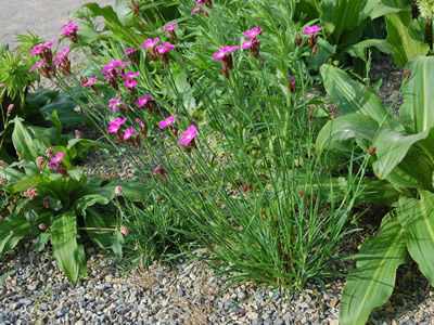 Dianthus carthusianorum - medium image 2