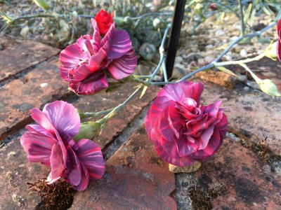 Dianthus 'Chomley Ferran' - medium image 2