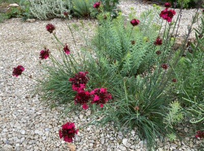 Dianthus cruentus - medium image 2