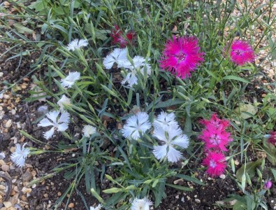 Dianthus superbus - medium image 2