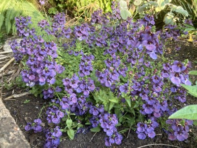 Diascia 'Blue Bonnet' - medium image 2