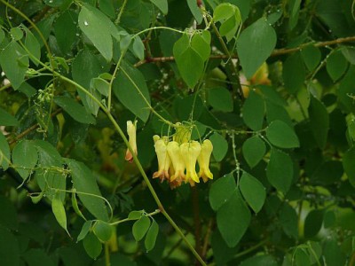 Dicentra scandens - medium image 2