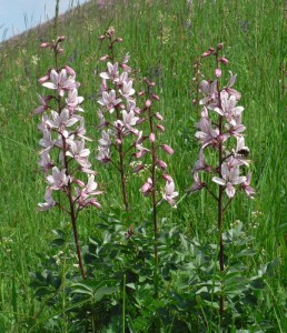 Dictamnus albus var. purpureus AGM - medium image 2