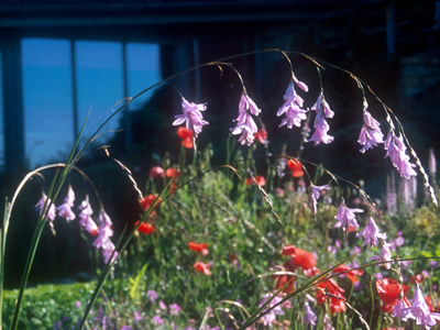 Dierama pulcherrimum - medium image 2