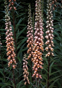 Digitalis ferruginea 'Gigantea' AGM - medium image 2