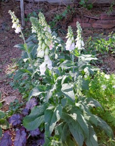 Digitalis heywoodii 'Silver Fox' - medium image 2