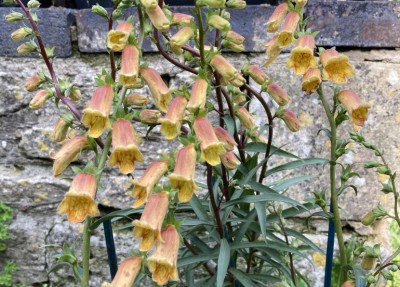 Digitalis obscura AGM - medium image 2