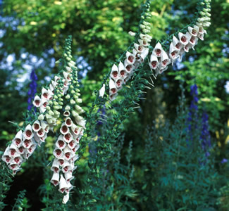 Digitalis purpurea 'Pam's Choice' AGM - medium image 2