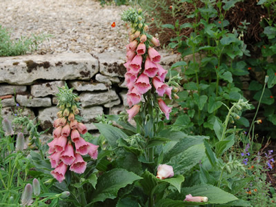 Digitalis x mertonensis AGM - medium image 2