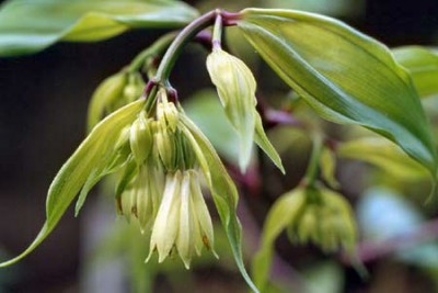 Disporum trabeculatum - medium image 2