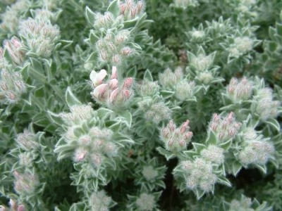 Dorycnium hirsutum - medium image 2