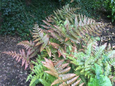 Dryopteris erythrosora AGM - medium image 2