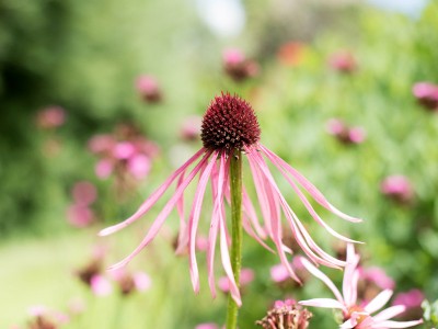 Echinacea pallida - medium image 2