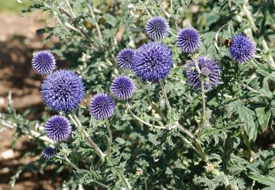 Echinops ritro - medium image 2