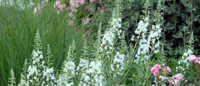 Epilobium angustifolium 'Album' - medium image 2