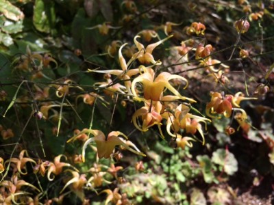 Epimedium 'Amber Queen' - medium image 2