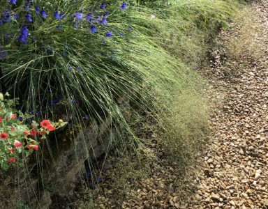 Eragrostis elliottii - medium image 2