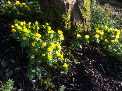 Eranthis hyemalis - medium image 2