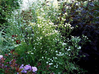 Erigeron annuus - medium image 2