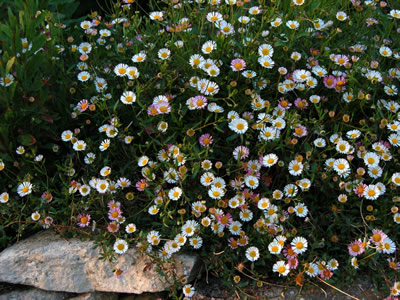 Erigeron karvinskianus - medium image 2