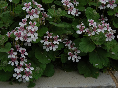 Erodium pelargoniflorum - medium image 2