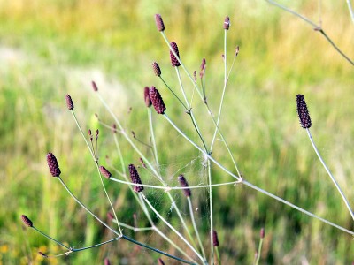 Eryngium ebracteatum - medium image 2