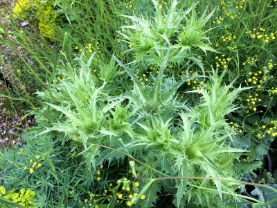 Eryngium giganteum 'Silver Ghost' - medium image 2