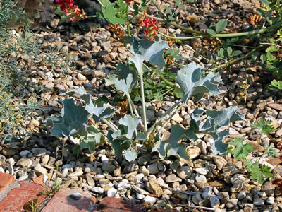 Eryngium maritimum - medium image 2