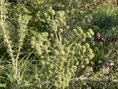 Eryngium paniculatum - medium image 2