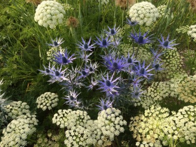 Eryngium x zabellii - medium image 2